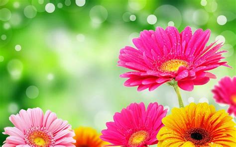 free flower background wallpaper